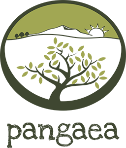 Pangaea Olivenöl aus Griechenland