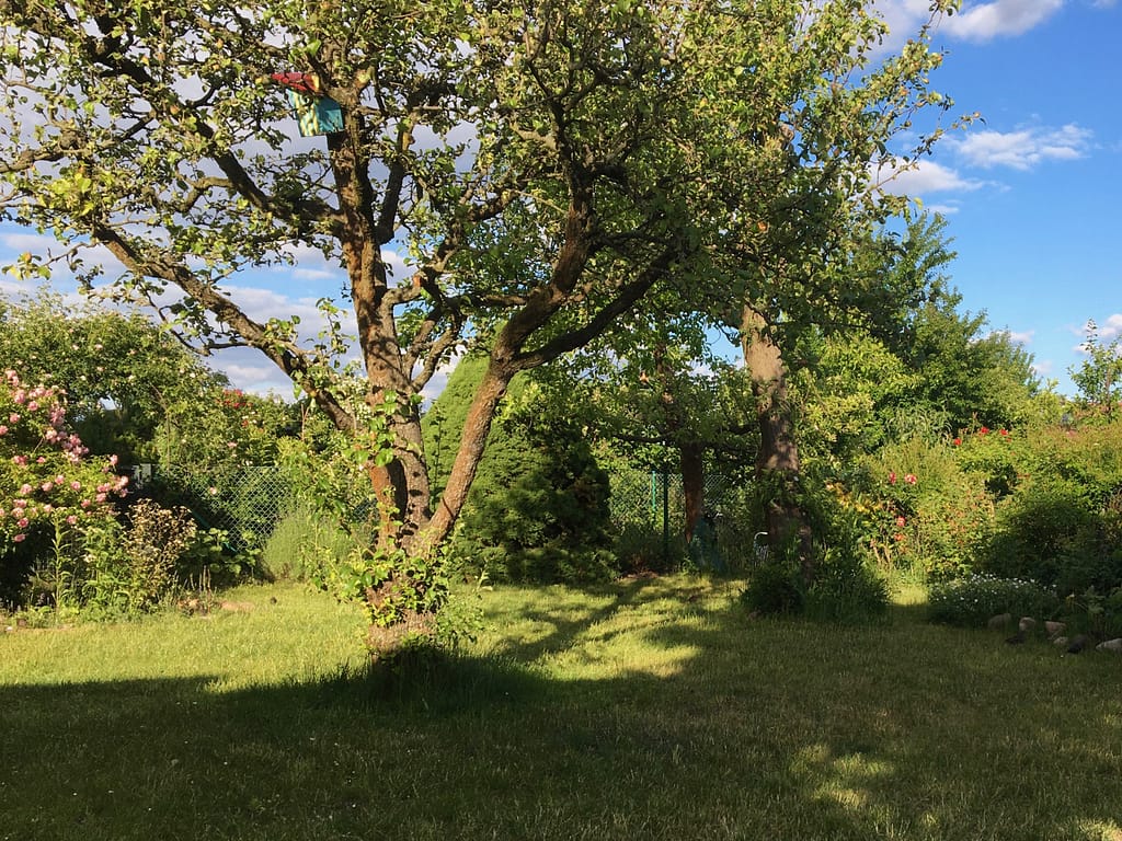 GartenblickBirneSommer22