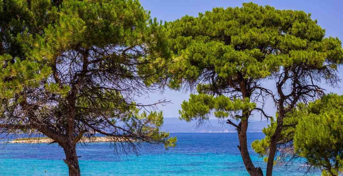 Nirra Pinienhonig ► Pienienwald in Griechenland am Meer | GOURMETmanufactory